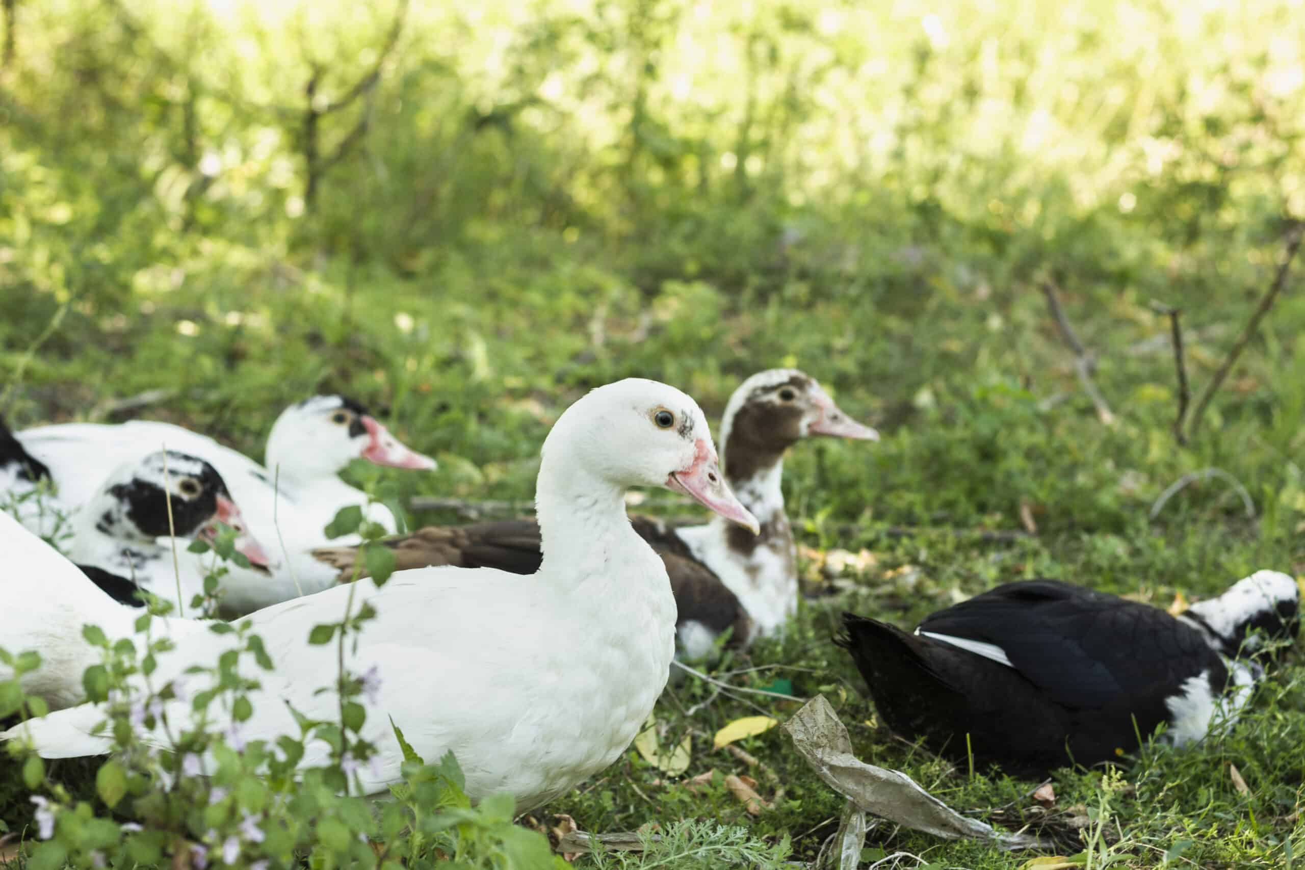 Are ducks a good pest control for a garden?