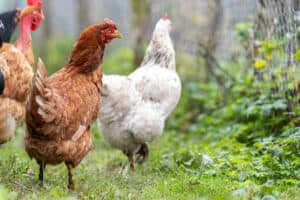 Chickens