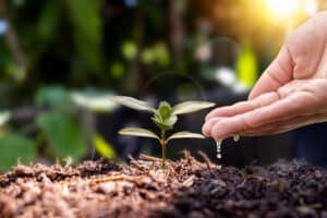 Seedling