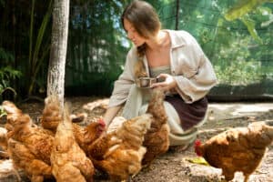 Feeding Chickens