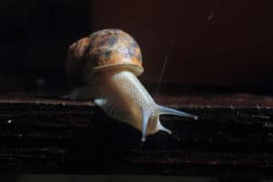 Slug