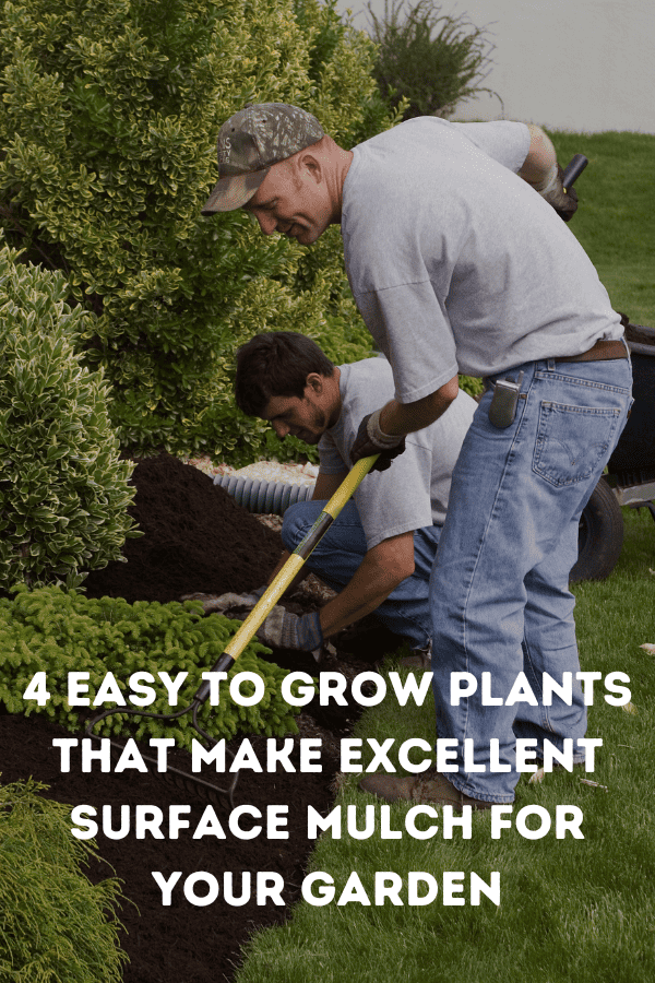 4 Easy To Grow Plants That Make Excellent Surface Mulch For Your Garden