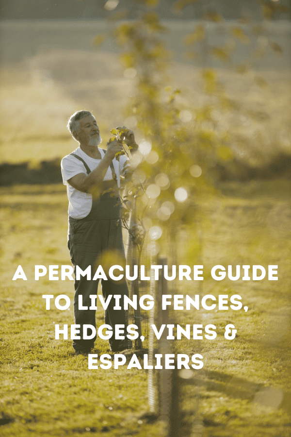A Permaculture Guide To Living Fences, Hedges, Vines & Espaliers (1) A Permaculture Guide To Living Fences, Hedges, Vines & Espaliers
