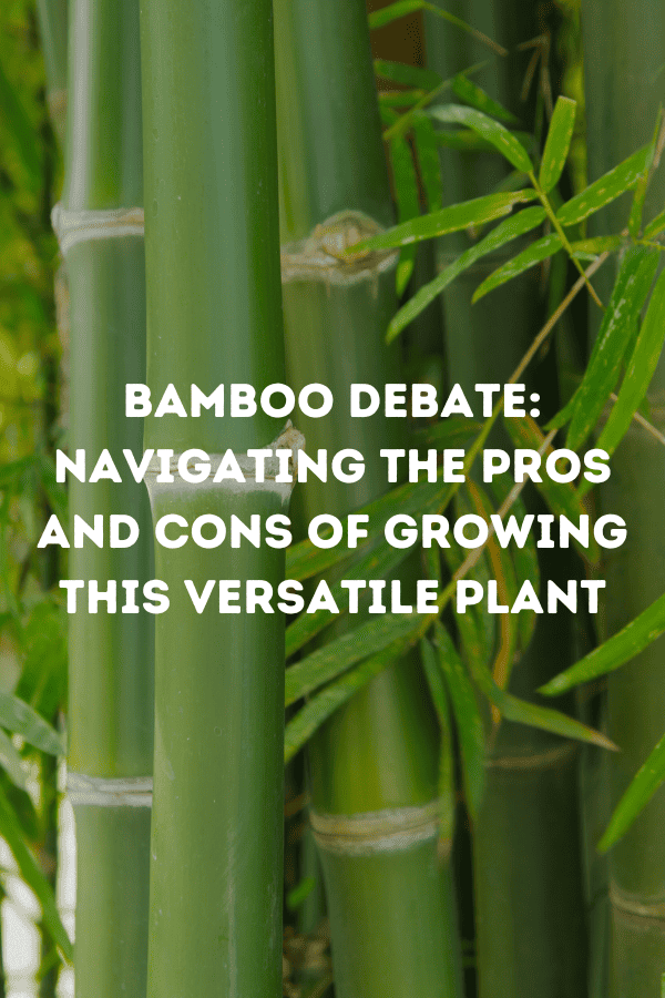 Bamboo Debate: Navigating the Pros and Cons of Growing This Versatile Plant