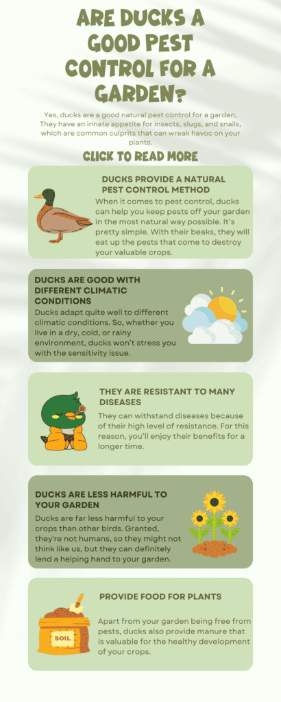 Are ducks a good pest control for a garden?