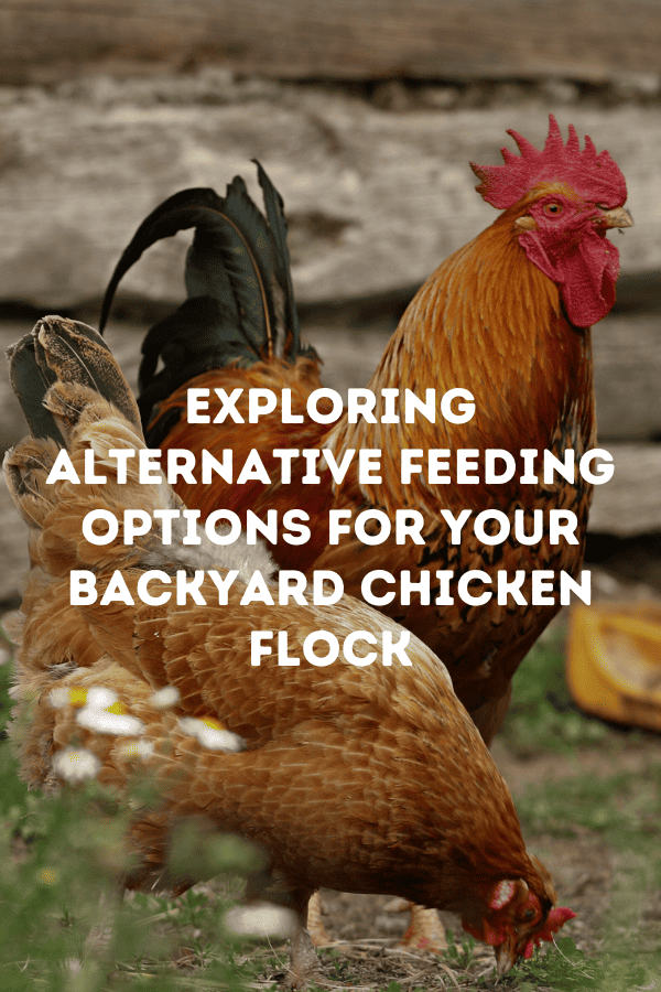 Exploring Alternative Feeding Options for Your Backyard Chicken Flock