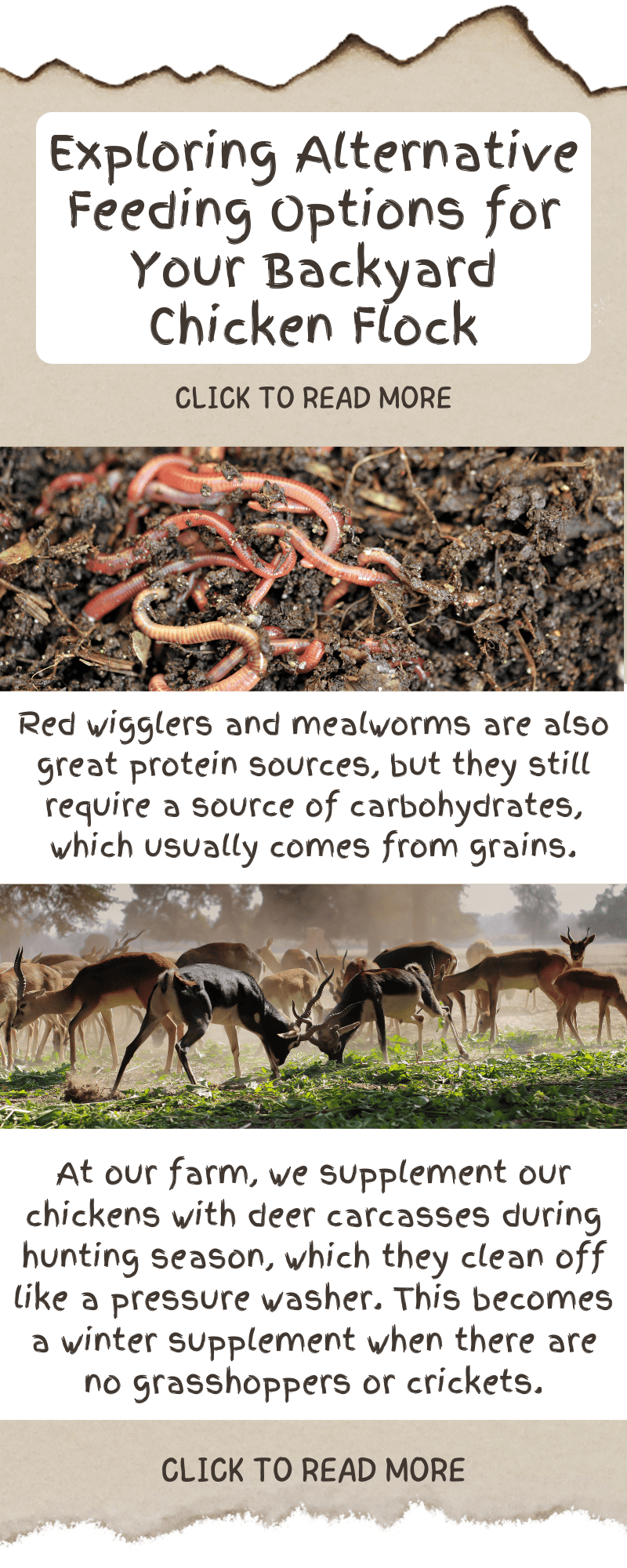 Exploring Alternative Feeding Options for Your Backyard Chicken Flock