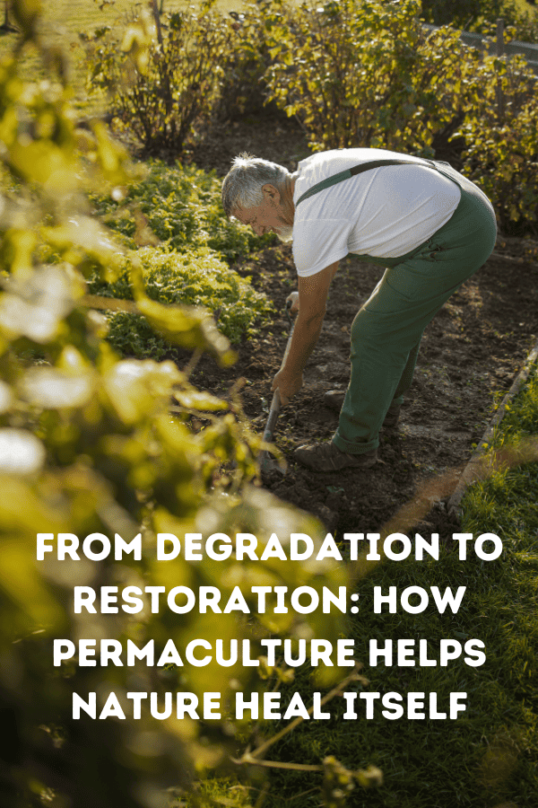 From Degradation to Restoration: How Permaculture Helps Nature Heal Itself