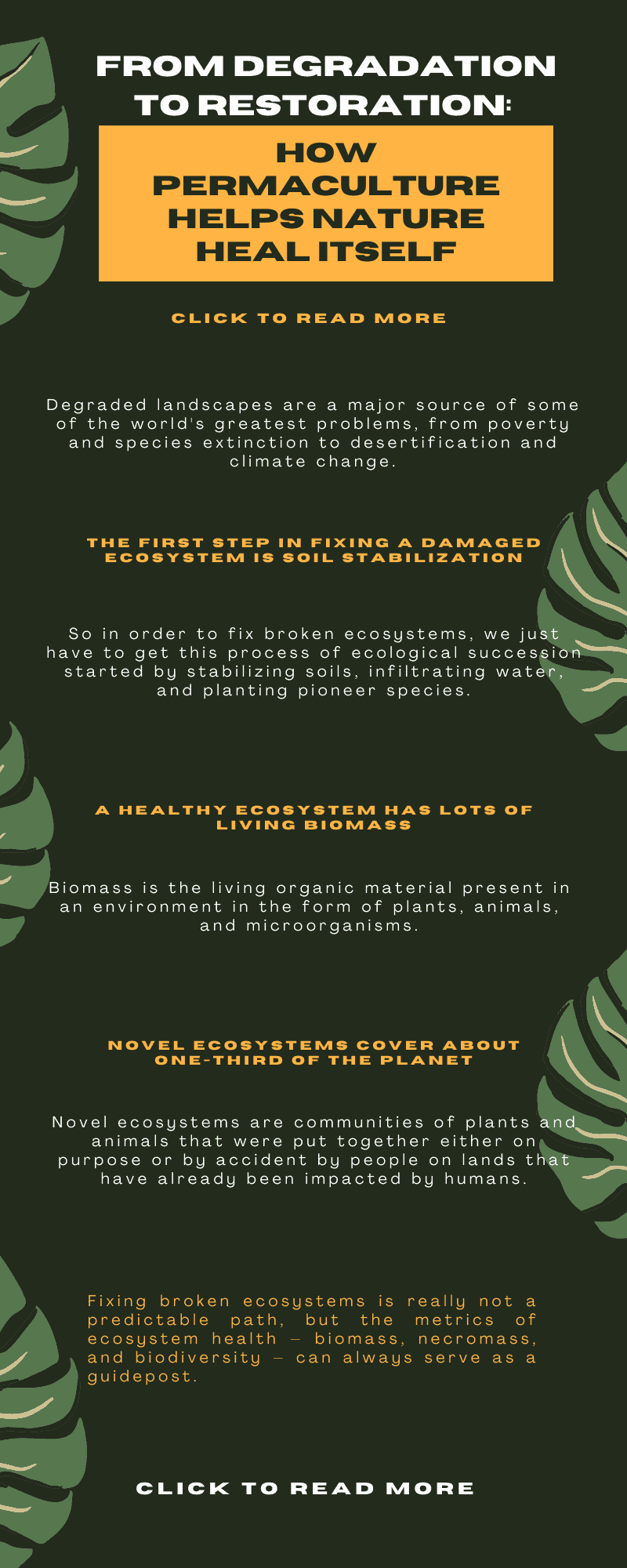 From Degradation to Restoration: How Permaculture Helps Nature Heal Itself