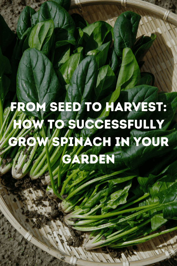 From Seed to Harvest: How to Successfully Grow Spinach in Your Garden