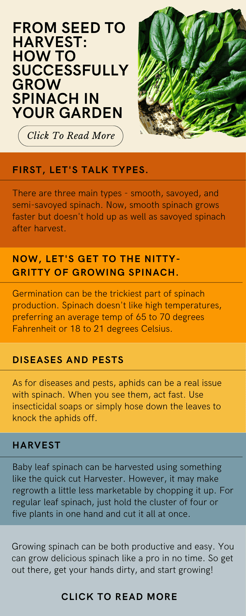 From Seed to Harvest: How to Successfully Grow Spinach in Your Garden