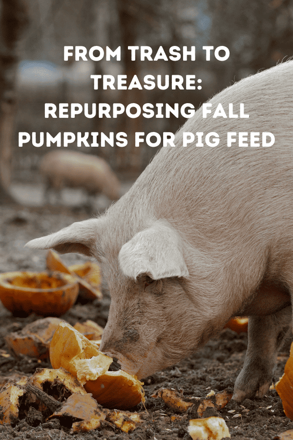 From Trash to Treasure: Repurposing Fall Pumpkins for Pig Feed