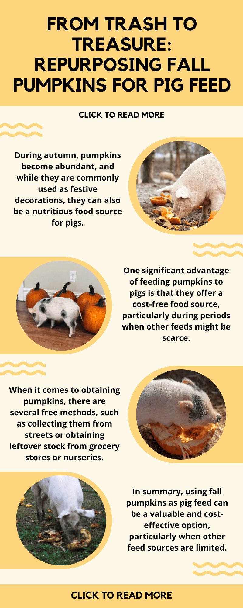 From Trash to Treasure: Repurposing Fall Pumpkins for Pig Feed
