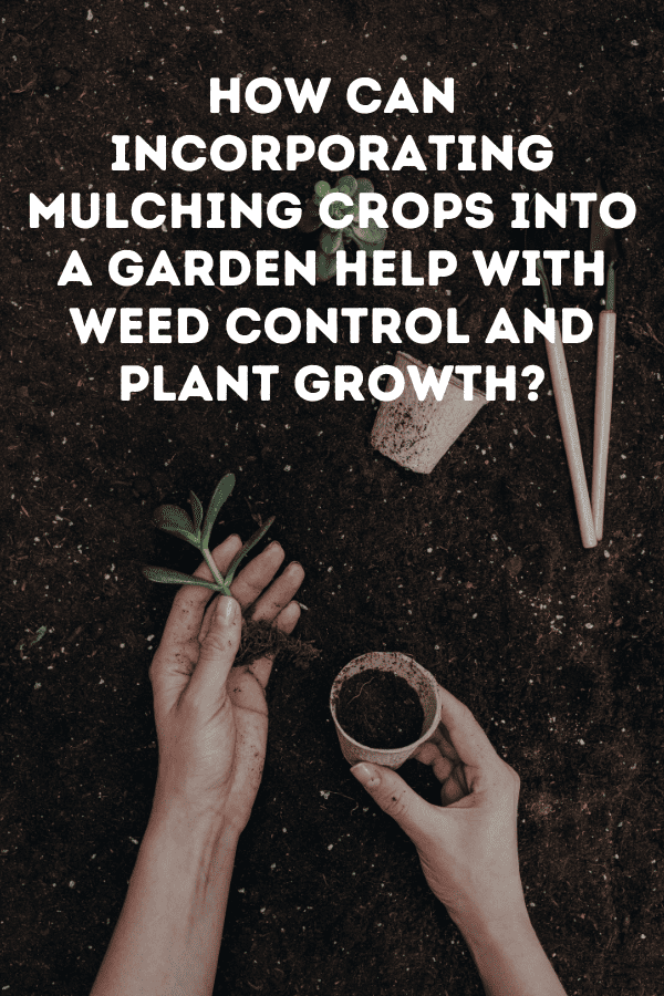How can incorporating mulching crops into a garden help with weed control and plant growth?
