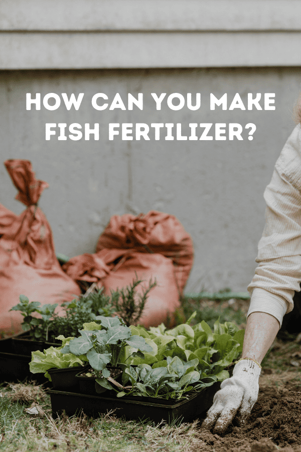 How can you make fish fertilizer?