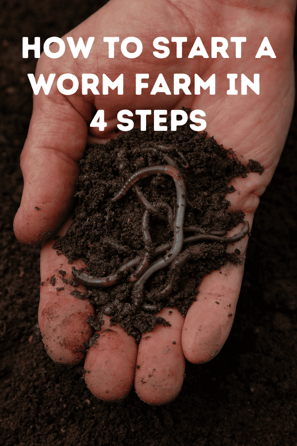How to start a worm farm in 4 steps
