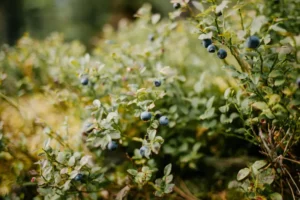Blueberry plant